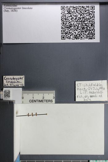 Media type: image;   Entomology 586772